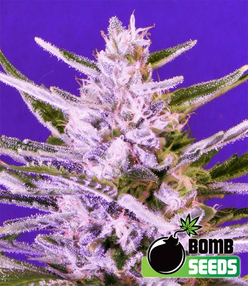 Bomb Seeds - Ice Bomb