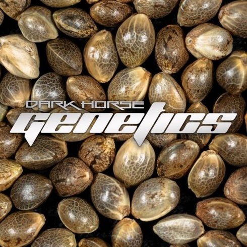 Dark Horse Genetics - Ice Cream Zundae