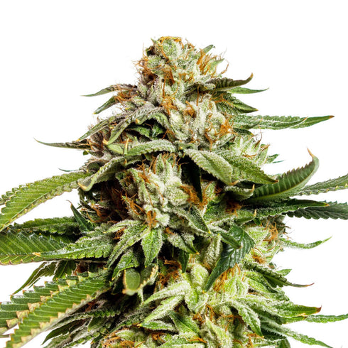 Yieldmonger Seeds - Super Scoop