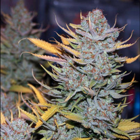 Female Seeds - ICED Grapefruit