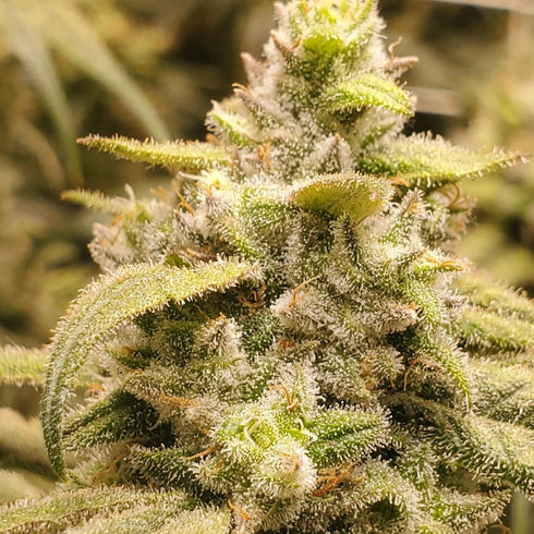 Seedsman - Northern Soul