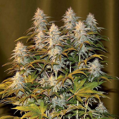 Seedsman - OG Kush Auto