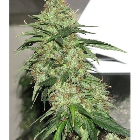 Sagarmatha Seeds - Indica XXL