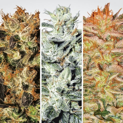 Paradise Seeds - Indica Champion Pack