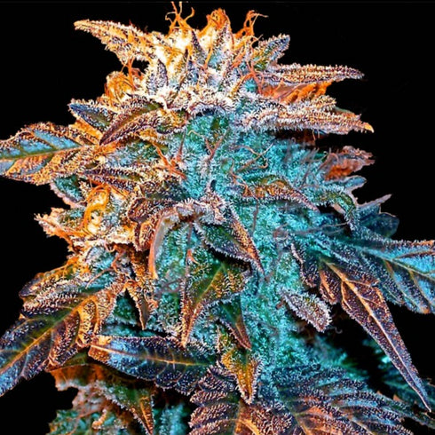 Female Seeds - Indoor Mix