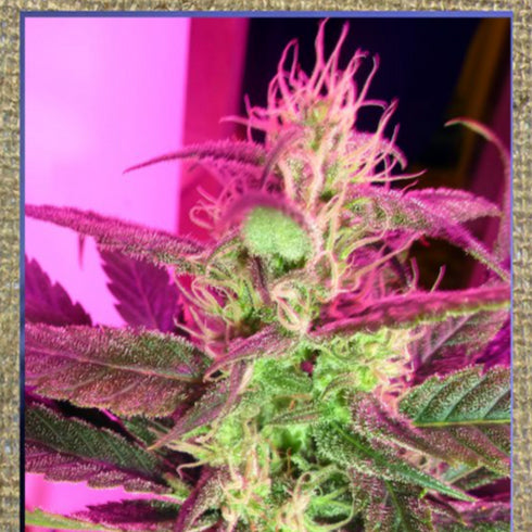 French Touch Seeds - Irie