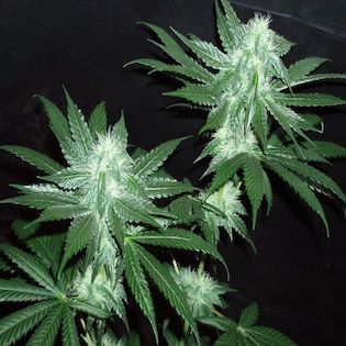 Cali Connection The Gold Collection - Italian Ice