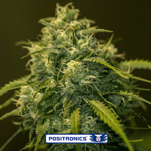 Positronic Seeds - Jack Diesel CBD