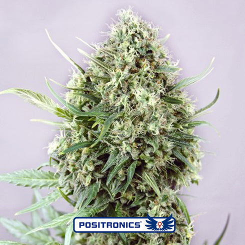 Positronic Seeds - Jack Diesel