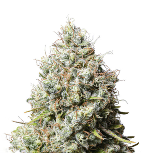 Seed Stockers Seeds - Jack Herer Auto