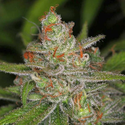 Homegrown Natural Wonders - Jack Straw