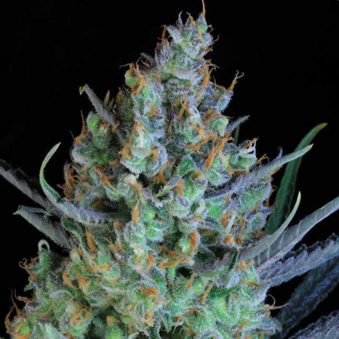 Subcool Seeds/TGA Genetics - Jacked - Up