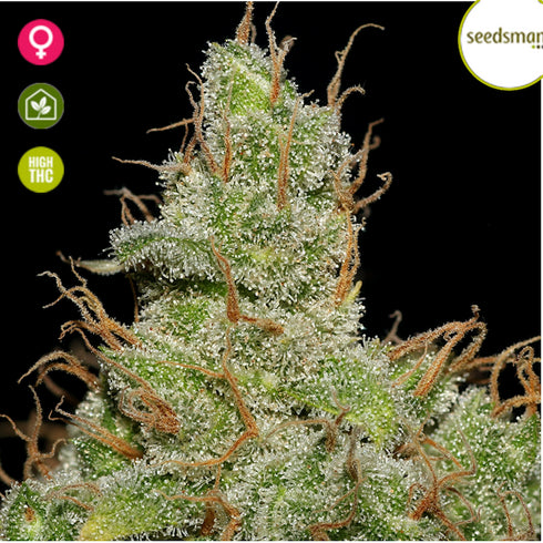 Seedsman - Jack Herer FAST