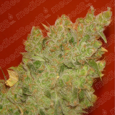 Medical Seeds - Jack La Mota