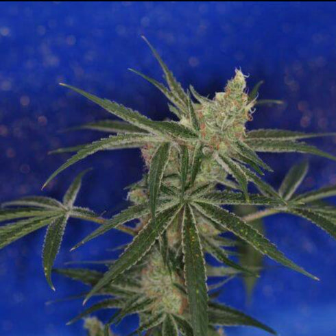 Subcool Seeds/TGA Genetics - Jacks Cleaner