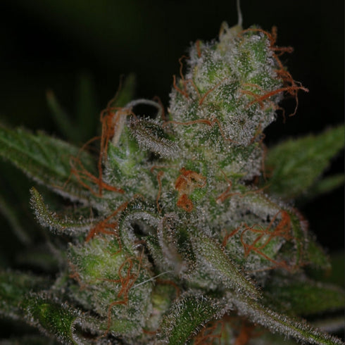 Subcool Seeds/TGA Genetics - Jack Skellington