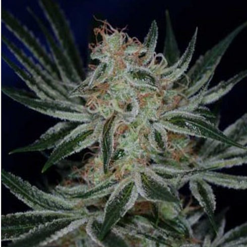 Subcool Seeds/TGA Genetics - Jack the Ripper
