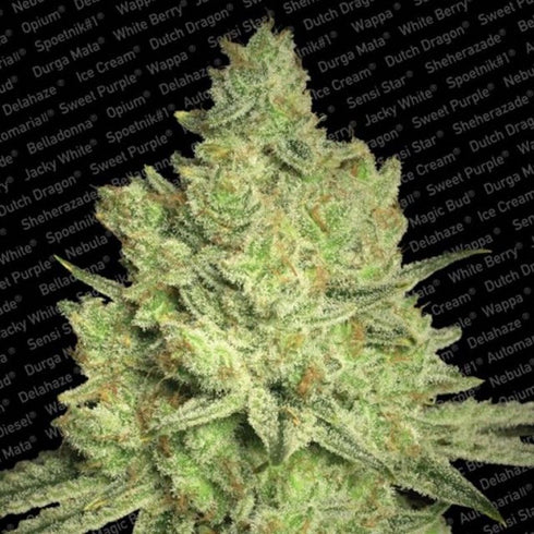 Paradise Seeds - Jacky White