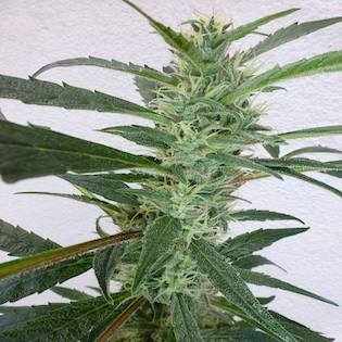 Flash Seeds - Jamaican Berry SuperAuto