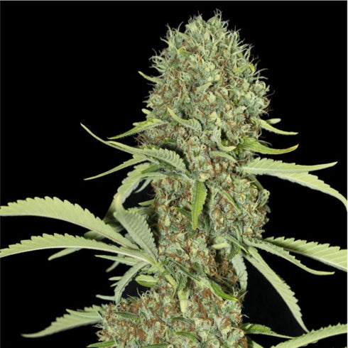 Eva Seeds - Jamaican Dream