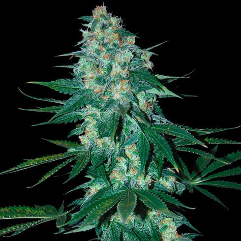 Samsara Seeds - Jekyll Passion