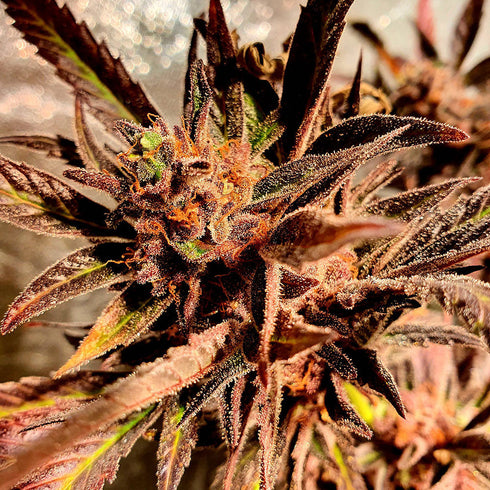 Holy Smoke Seeds - Jelly Beans