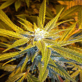 Flash Seeds - Jet 47 Autoflowering