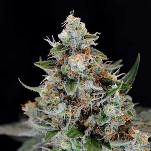 Subcool Seeds/TGA Genetics - Jillybean