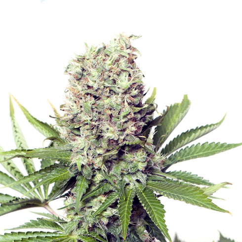 Yieldmonger Seeds - Jumbo Runtz