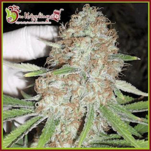 Dr Krippling Seeds - Jumping Black Dash Auto