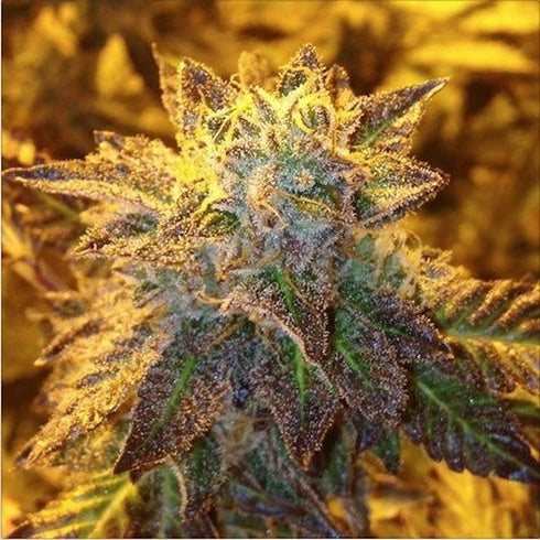 Norstar Genetics - Jungle Scout