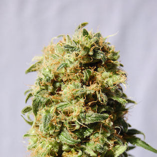 Kannabia Seeds - Kaboom (La Reina de Africa)