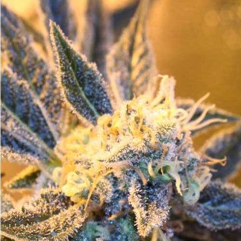 Subcool Seeds/TGA Genetics - Kaboom