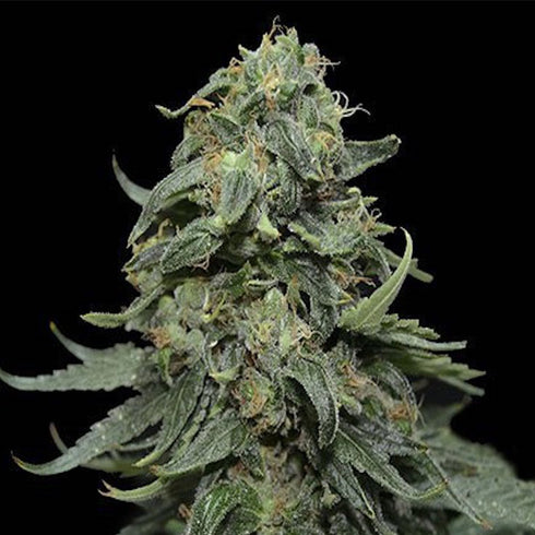 Kalashnikov Seeds - Kabul Express