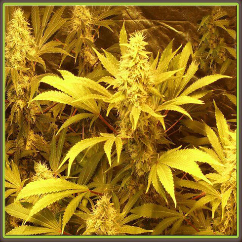 Dr Krippling Seeds - Kali and the Chocolate Factory