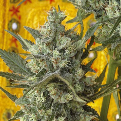 Mandala Seeds - Kalichakra