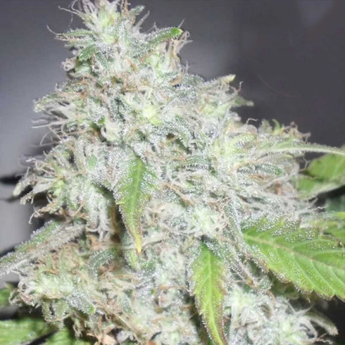 Dr Krippling Seeds - Kali's White Shadow