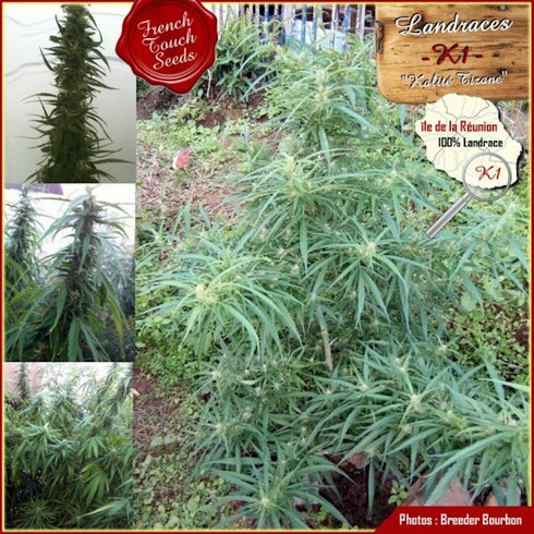 French Touch Seeds - K1 Kalita Tizane