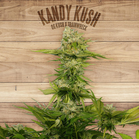 The Plant - Kandy Kush