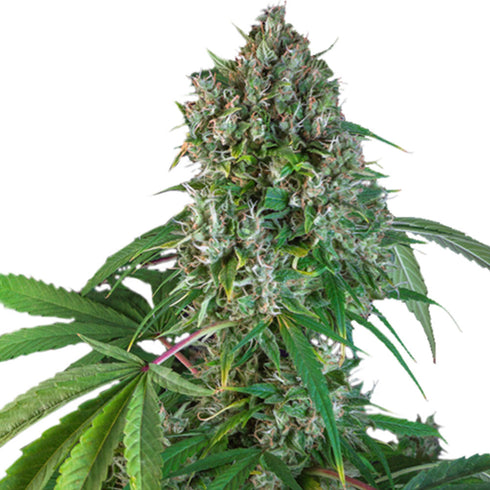 Super Sativa Seed Club - Karel's Herer Haze