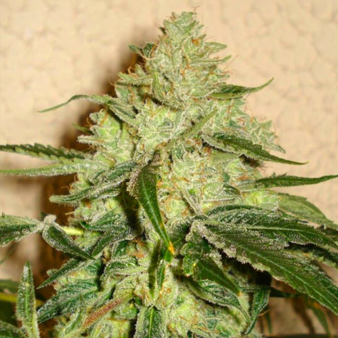 Karma Squad - Road Dawg