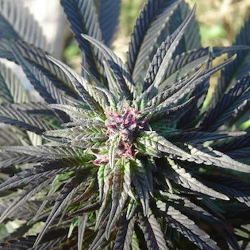 Nirvana Seeds - Kaya Gold