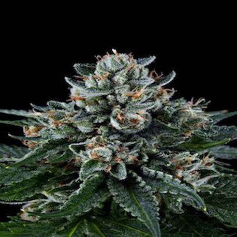 Grand Daddy Purple - Ken's Kush