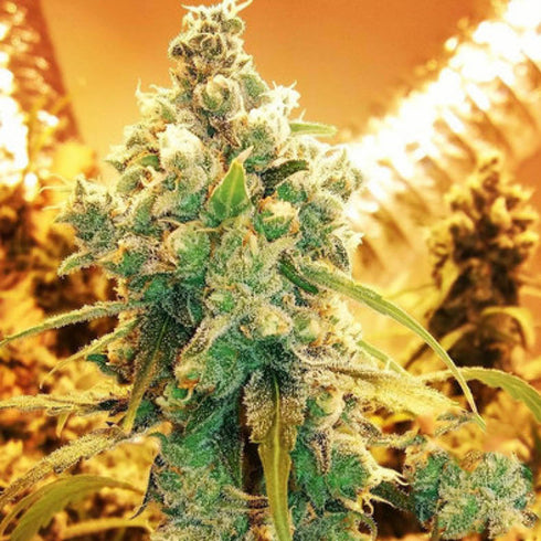 Grand Daddy Purple - Ken's Honeydew