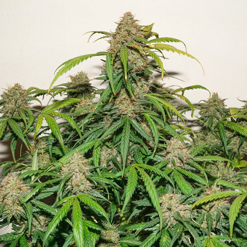 Dutch Passion - Auto Kerosene Krash