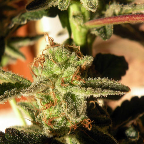 French Touch Seeds - Kikiriki