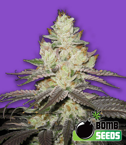 Bomb Seeds - Killer Purps