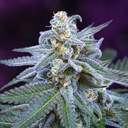 Subcool Seeds/TGA Genetics - Killer Grape