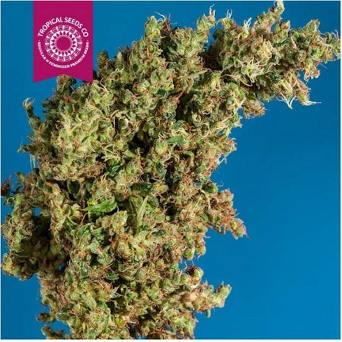Tropical Seeds - King Congo