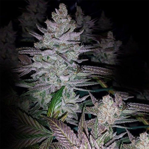 Dark Horse Genetics - King's Banner